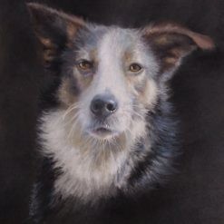 Pet Portraits